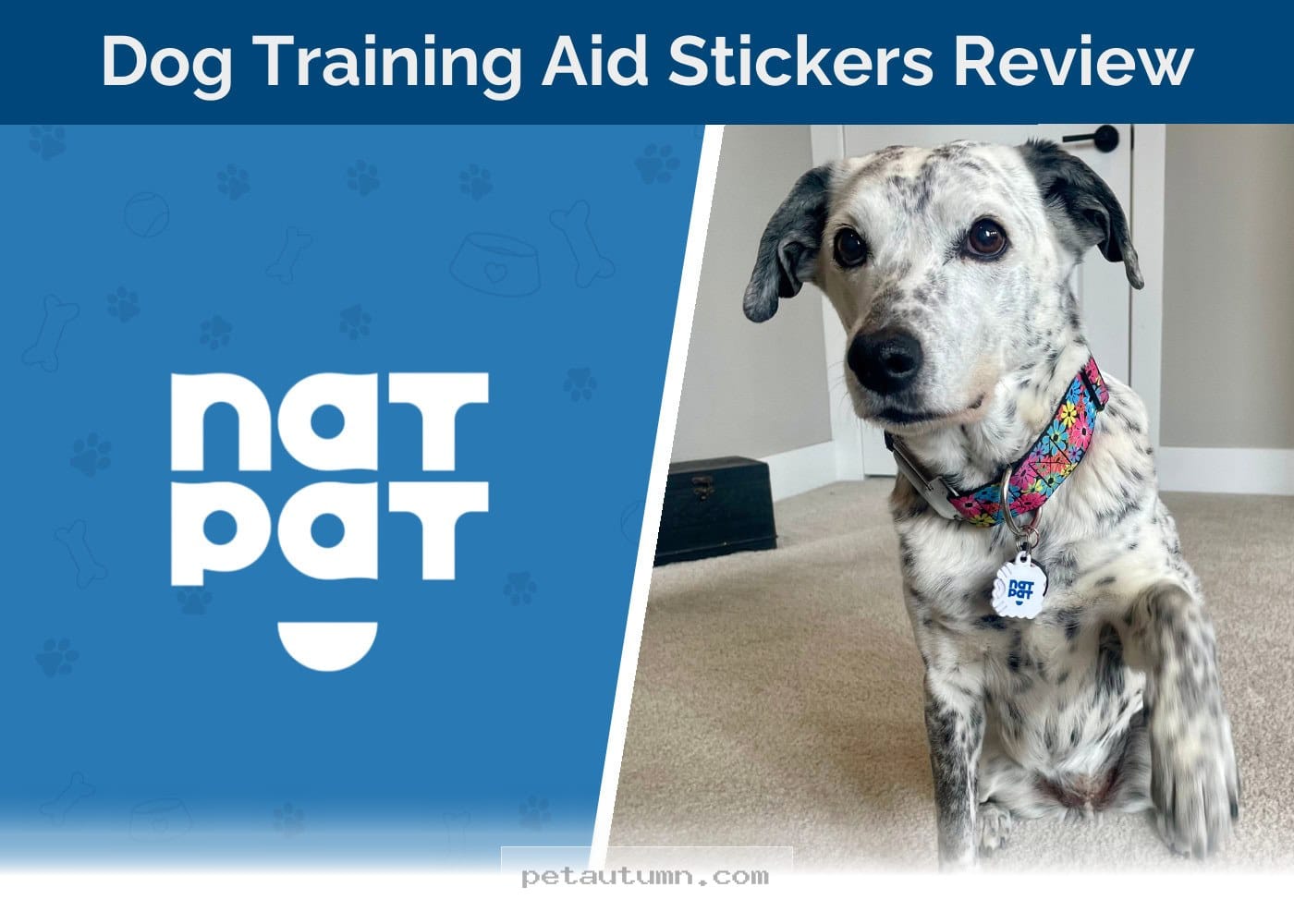How NATPAT Training Stickers Help Your Dog Stay Calm Throughout 2026