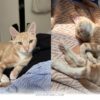 How This Special 2026 Rescue Kitten Won Over Every Heart in Our Home