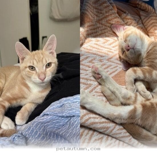 How This Special 2026 Rescue Kitten Won Over Every Heart in Our Home