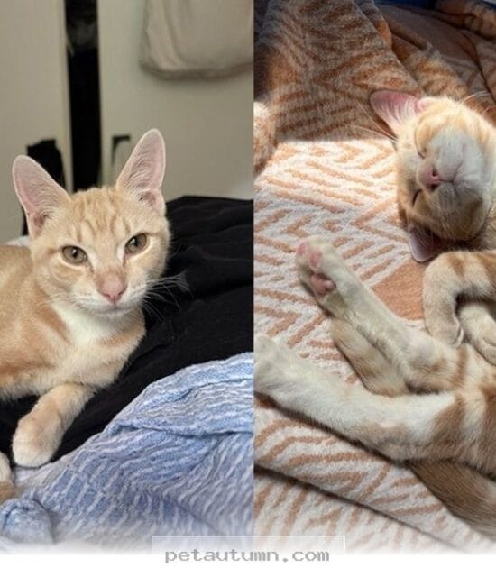 How This Special 2026 Rescue Kitten Won Over Every Heart in Our Home