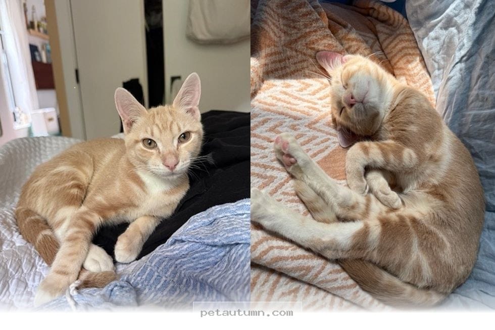How This Special 2026 Rescue Kitten Won Over Every Heart in Our Home