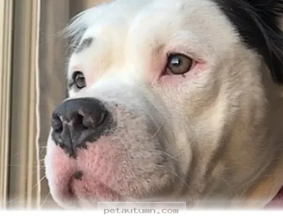How to Help 1 Retired Breeding Dog Adjust to Your Home Life in 2026