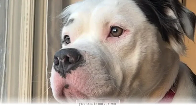 How to Help 1 Retired Breeding Dog Adjust to Your Home Life in 2026