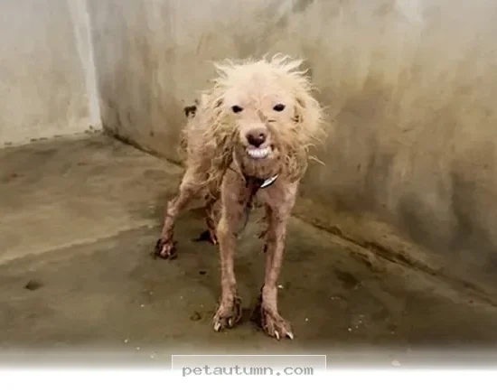 How to Help Your Furry Friend Beat Hair Loss Issues in 2026