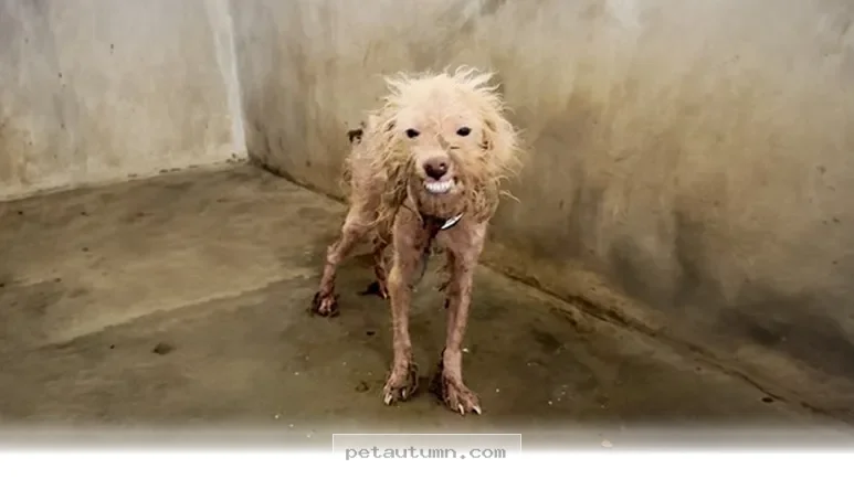 How to Help Your Furry Friend Beat Hair Loss Issues in 2026