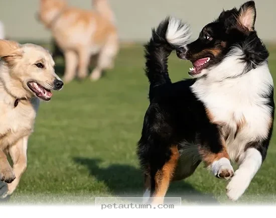 How to Keep Your Pet Happy and Secure in Group Settings During 2026