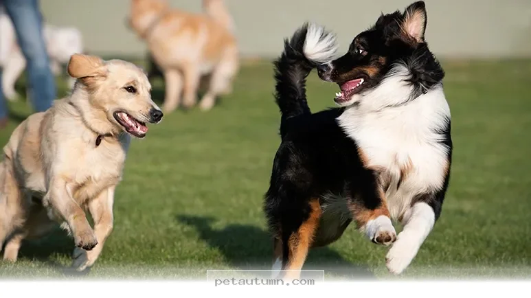 How to Keep Your Pet Happy and Secure in Group Settings During 2026