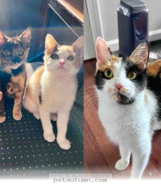 How We Rescued 4 Parking Lot Kittens to Provide a Better 2026 Life