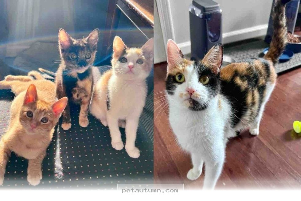 How We Rescued 4 Parking Lot Kittens to Provide a Better 2026 Life