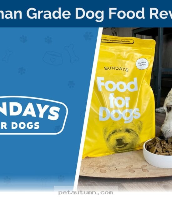 Is Sundays for Dogs Beef Food a Healthy Choice for Your Pup in 2026