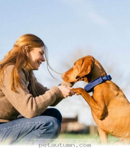 Keep Your Dog Safe in 2026 With These 5 Essential SATELLAI Features
