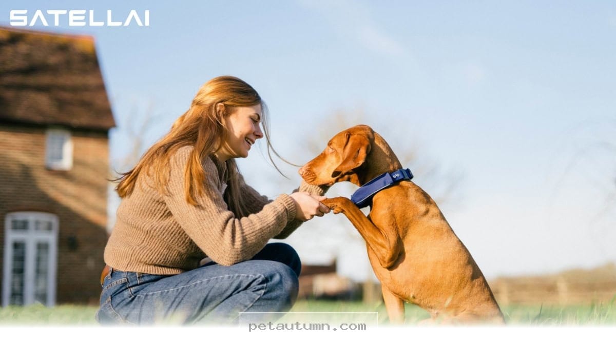 Keep Your Dog Safe in 2026 With These 5 Essential SATELLAI Features