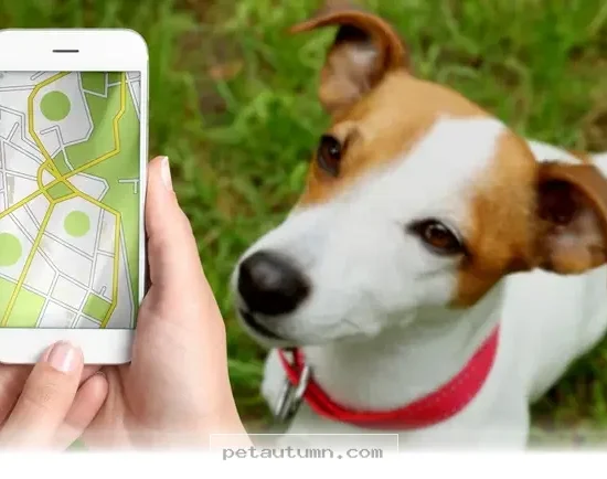 Keep Your Dog Safe With 5 Essential Pet Tracking Tips for 2026