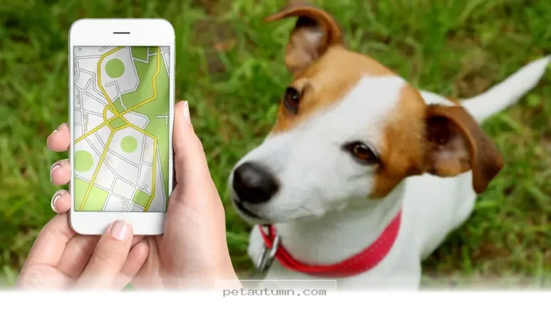 Keep Your Dog Safe With 5 Essential Pet Tracking Tips for 2026