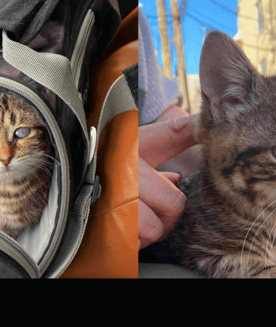 Meet the 1 Special Forever Kitten Ready to Find a Loving Home in 2026