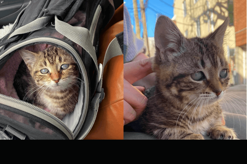 Meet the 1 Special Forever Kitten Ready to Find a Loving Home in 2026
