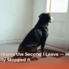 my-dog-screams-the-second-i-leave-heres-what-finally-stopped-it