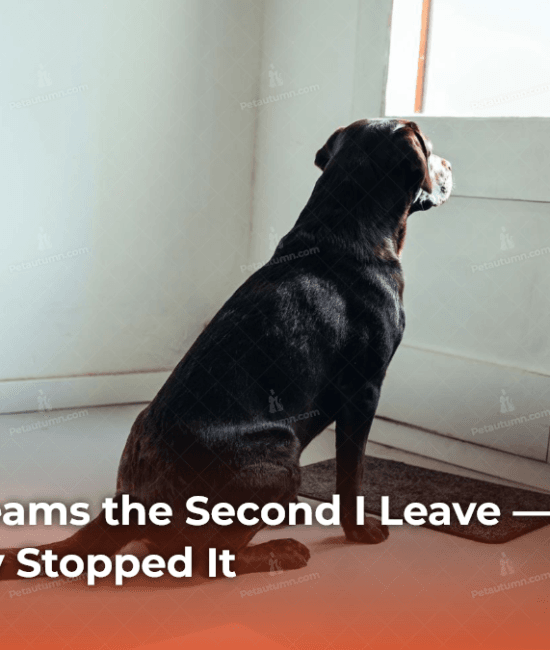 my-dog-screams-the-second-i-leave-heres-what-finally-stopped-it