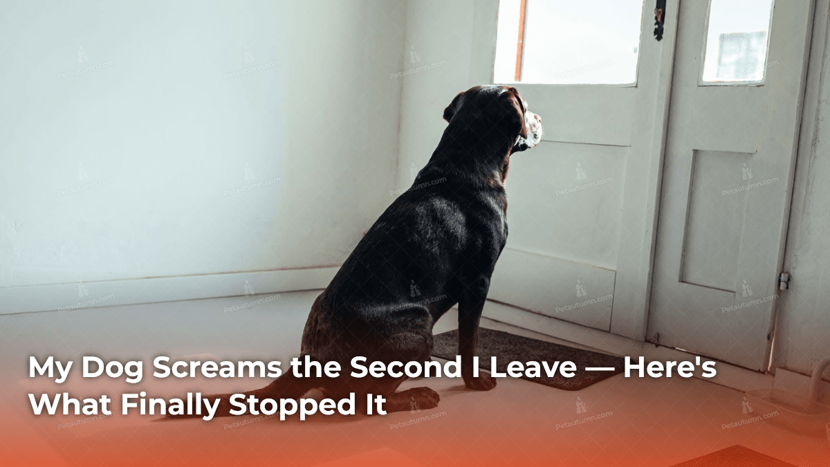 my-dog-screams-the-second-i-leave-heres-what-finally-stopped-it