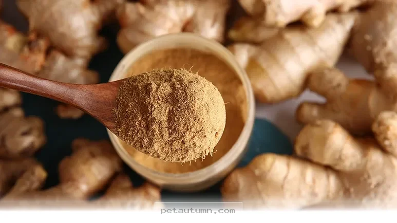 Natural Ways to Calm Your Pet's Digestion in 2026 With 1 Easy Herb