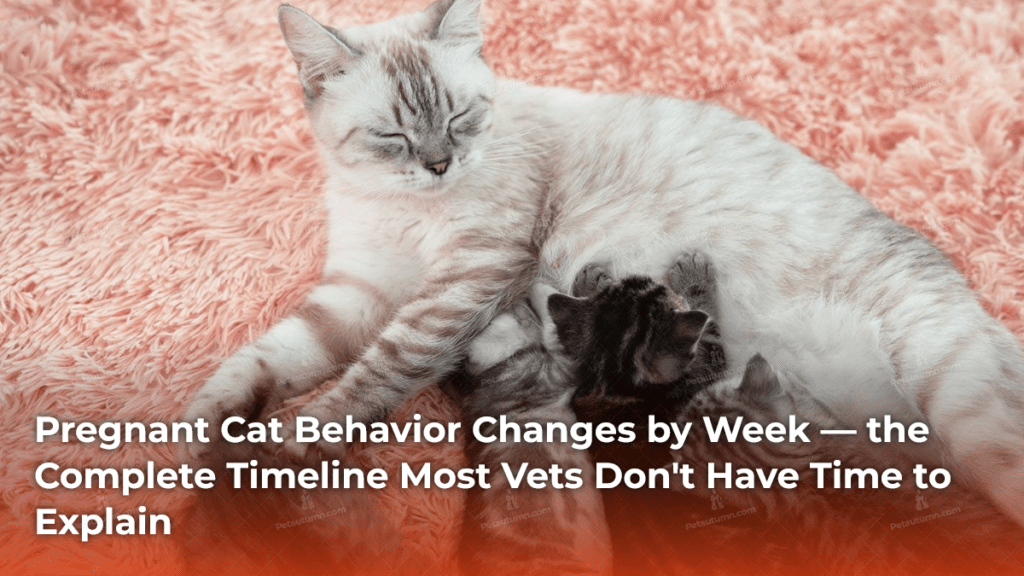 Pregnant Cat Behavior Changes by Week (Full Timeline)