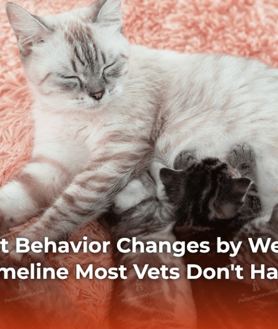 pregnant-cat-behavior-changes-by-week-the-complete-timeline-most-vets-dont-have-time-to-explain