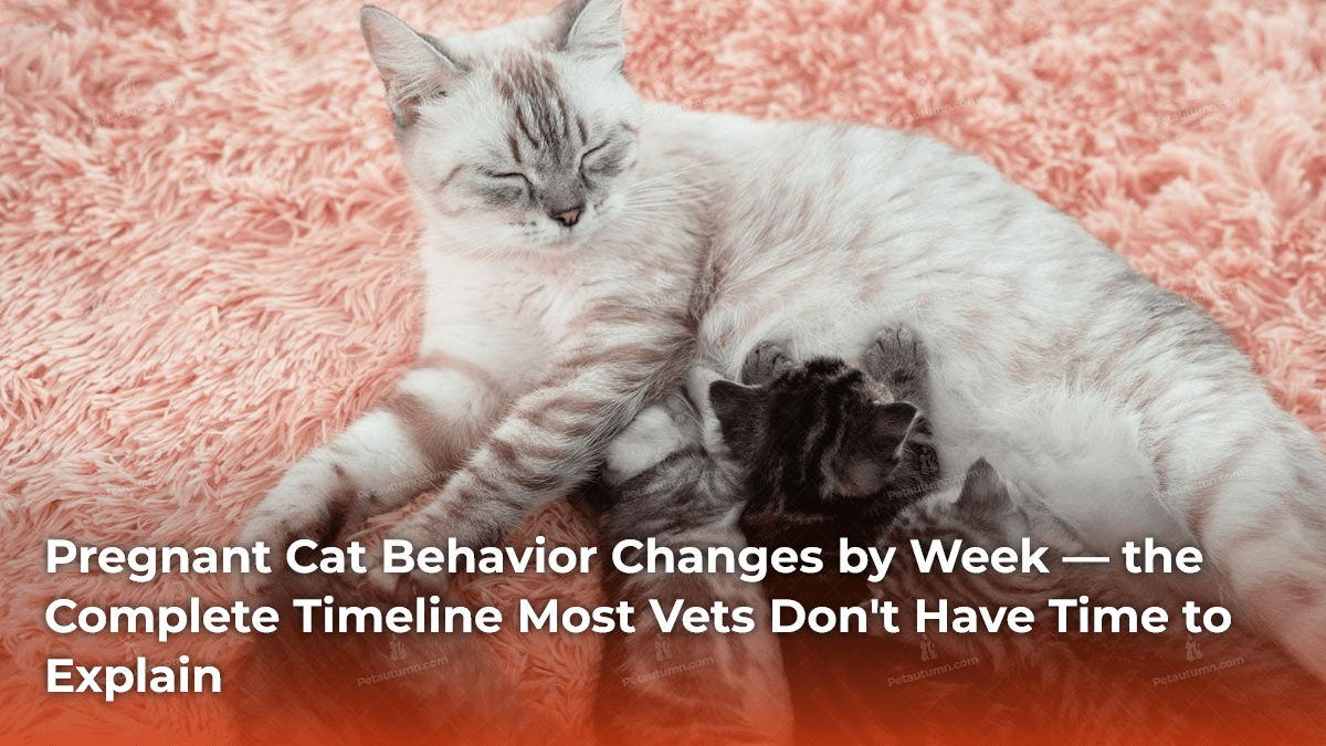 pregnant-cat-behavior-changes-by-week-the-complete-timeline-most-vets-dont-have-time-to-explain