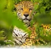 Rare 2026 Footage Reveals the Final Wild Survivor of This Unique Breed