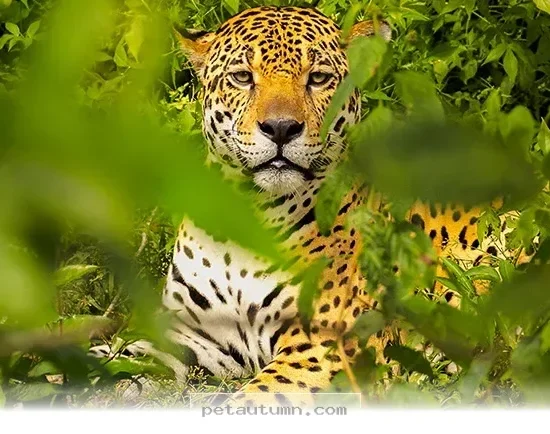 Rare 2026 Footage Reveals the Final Wild Survivor of This Unique Breed