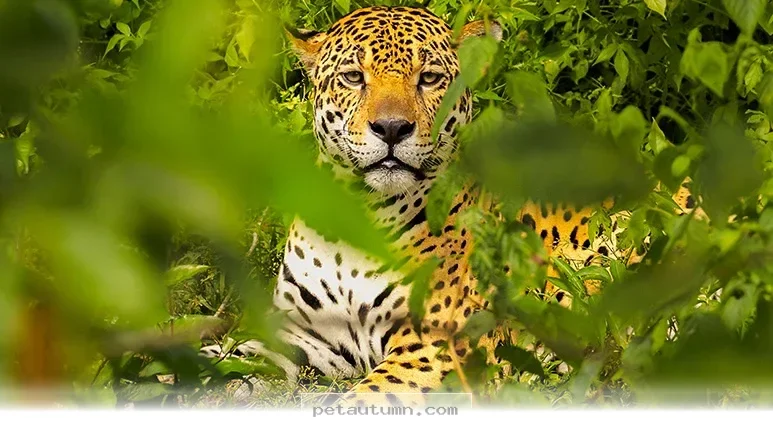 Rare 2026 Footage Reveals the Final Wild Survivor of This Unique Breed