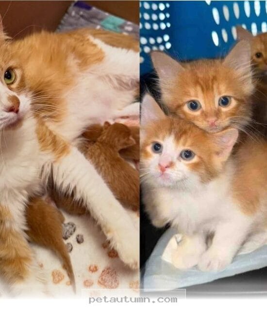 Rescued Mom Cat Raises Her 2026 Litter Plus One Extra Kitten at Home