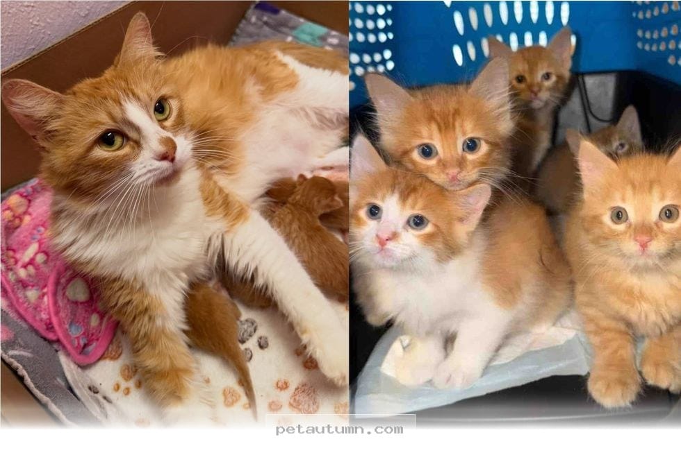 Rescued Mom Cat Raises Her 2026 Litter Plus One Extra Kitten at Home