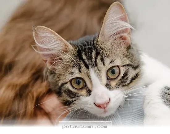 Simple Ways to Build a Stronger Bond With Your Pet in 2026