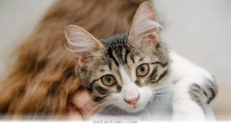 Simple Ways to Build a Stronger Bond With Your Pet in 2026