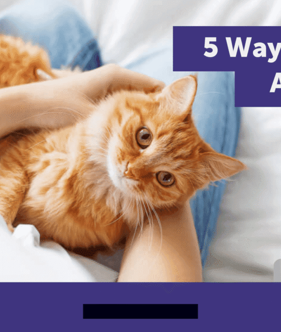 Simple Ways to Help Your Cat Feel Calm and Happy Throughout 2026