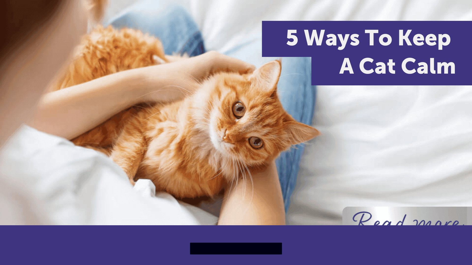 Simple Ways to Help Your Cat Feel Calm and Happy Throughout 2026