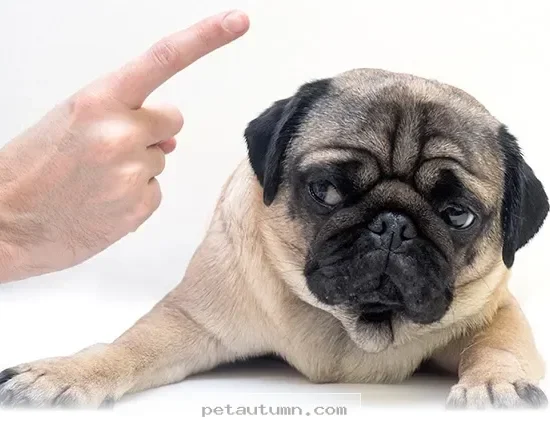 Simple Ways to Keep Your Dog Happy and Calm Throughout 2026