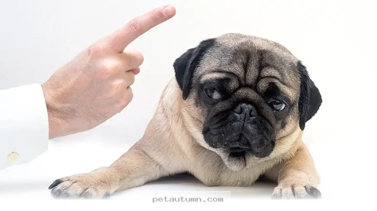 Simple Ways to Keep Your Dog Happy and Calm Throughout 2026