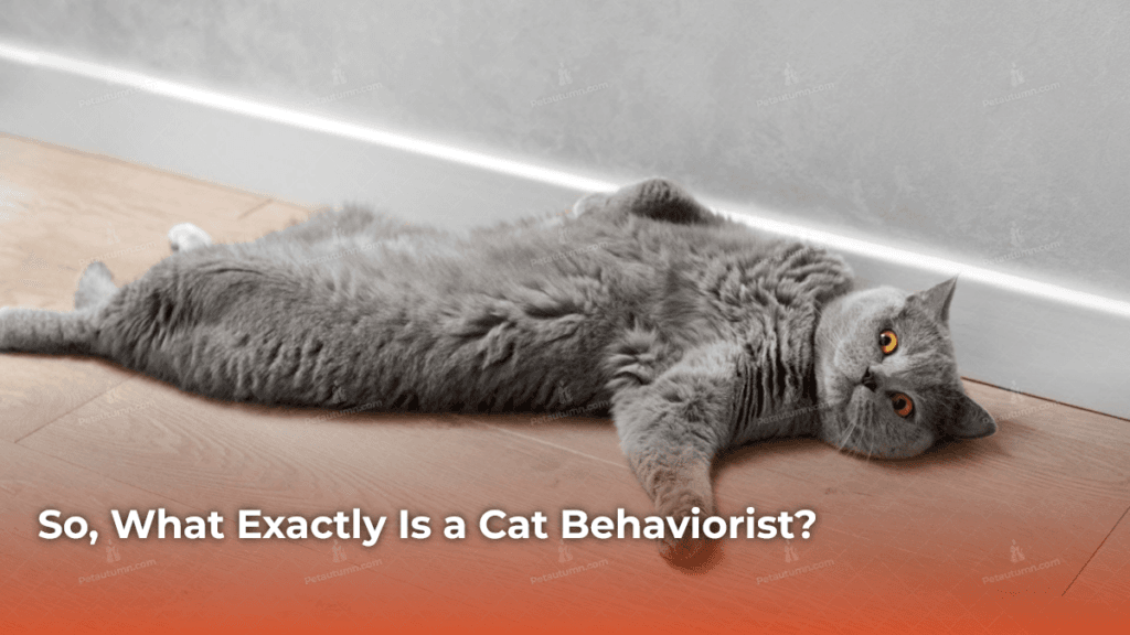 so-what-exactly-is-a-cat-behaviorist