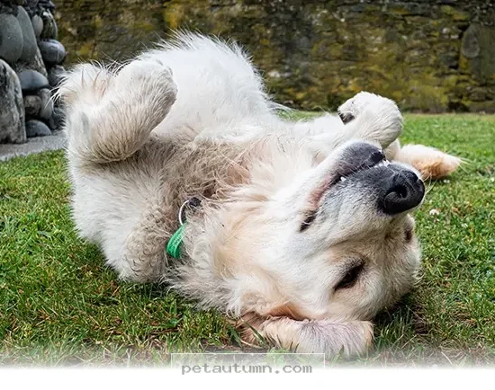 The 5 Reasons Your Pet Loves Rolling in Gross Things During 2026