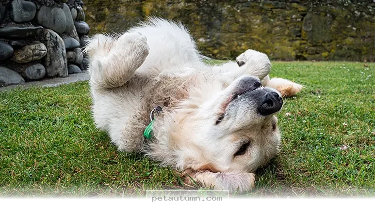 The 5 Reasons Your Pet Loves Rolling in Gross Things During 2026
