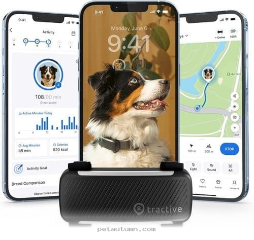 Top 7 Activity Trackers To Keep Your Pomeranian Happy Throughout 2026