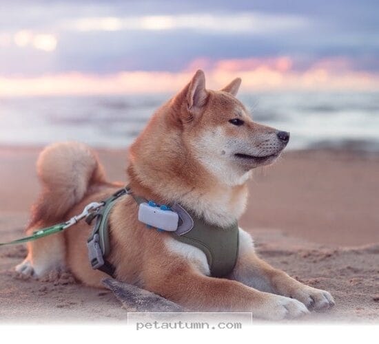 Top 7 Fitness Trackers To Keep Your Shiba Inu Healthy Throughout 2026