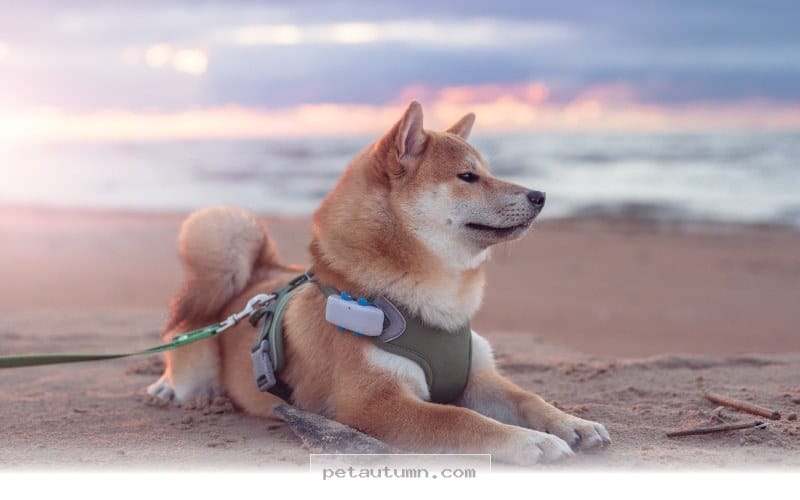 Top 7 Fitness Trackers To Keep Your Shiba Inu Healthy Throughout 2026