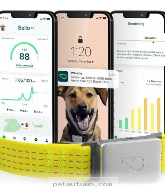 Top 7 Reliable Fitness Monitors to Keep Your Samoyed Active in 2026