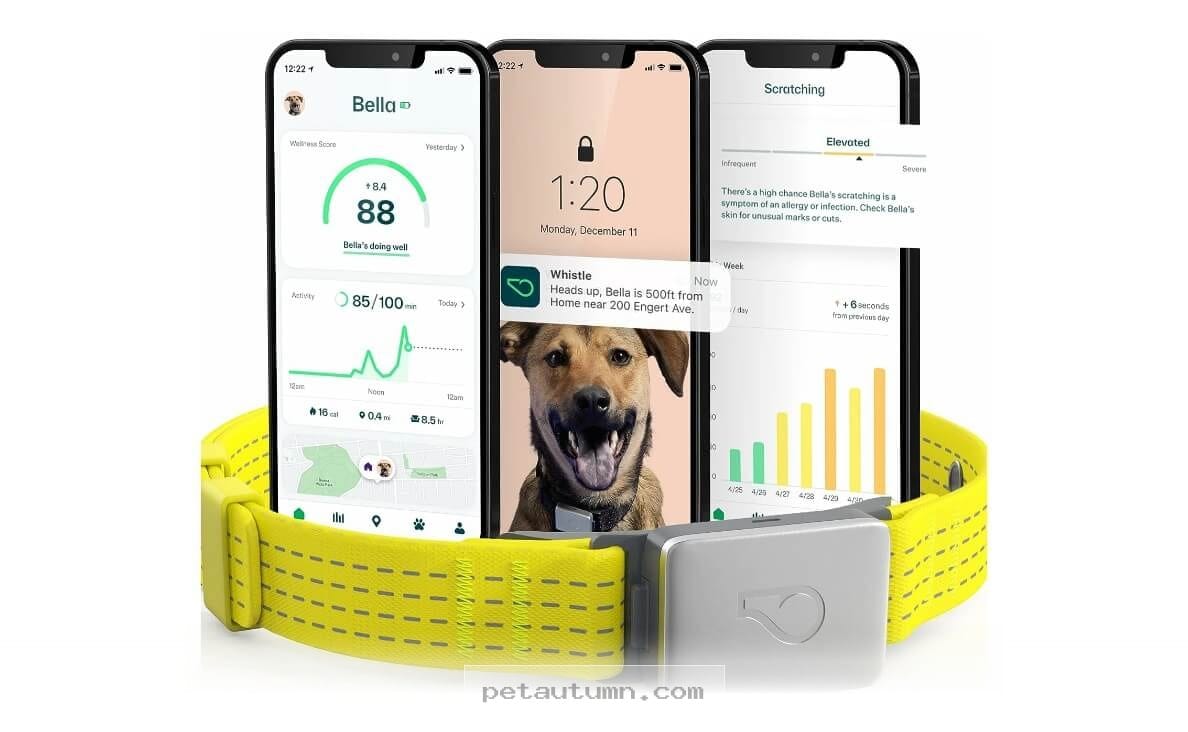 Top 7 Reliable Fitness Monitors to Keep Your Samoyed Active in 2026
