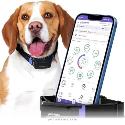 Top 7 Smart Activity Trackers to Keep Your Schnauzer Fit in 2026