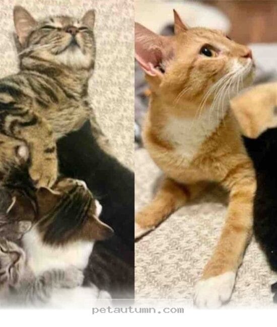Two Rescued Cat Moms Become Best Friends to Raise 8 Kittens in 2026