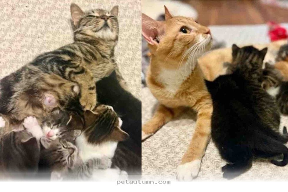 Two Rescued Cat Moms Become Best Friends to Raise 8 Kittens in 2026