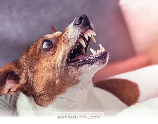 Understanding 2026 Canine Jaw Pressure Facts for Every Dog Owner